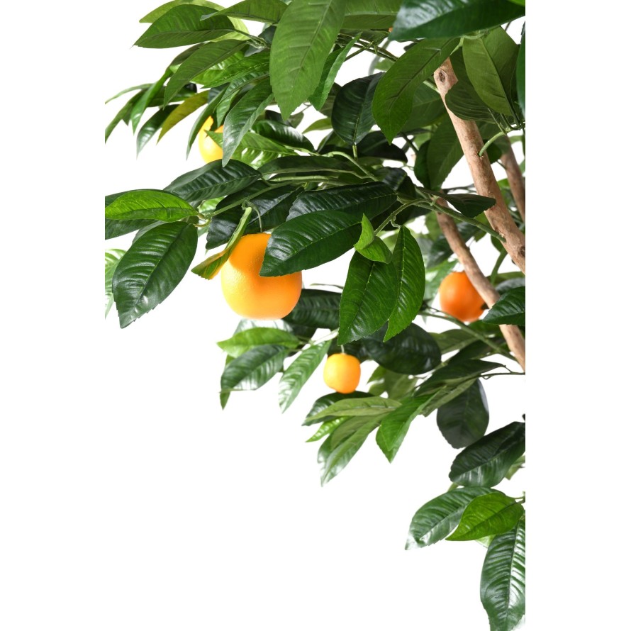 ORANGENBAUM