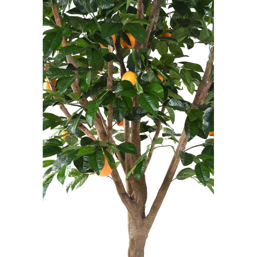 ORANGENBAUM