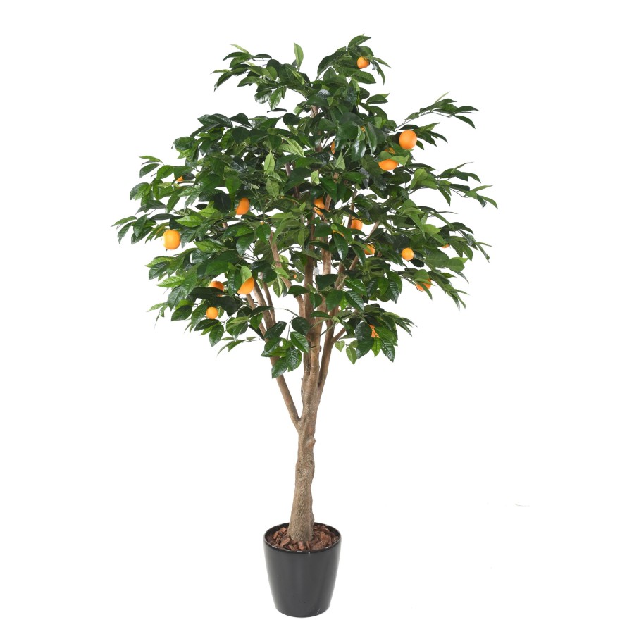 ORANGE TREE