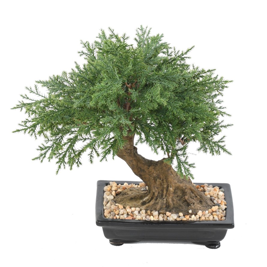 BONSÁI JUNIPERUS EN MACETA