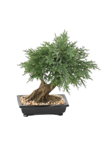 BONSÁI JUNIPERUS EN MACETA