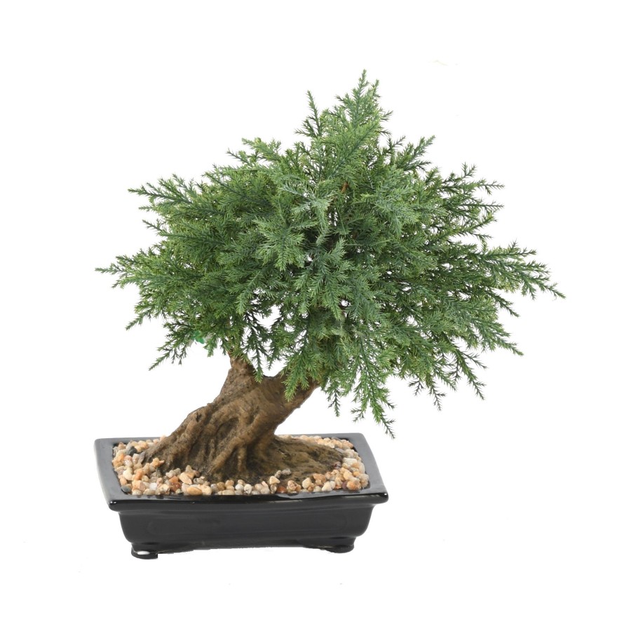 BONSAI JUNIPERUS IN SCHALE