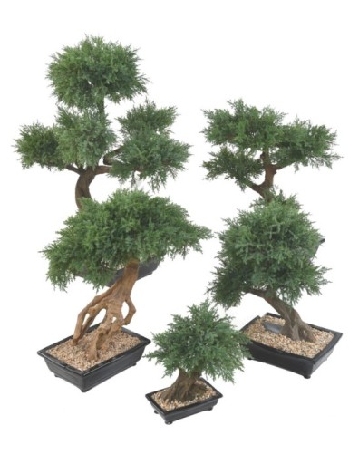 BONSAI JUNIPERUS IN SCHALE