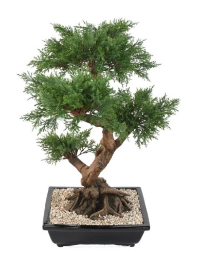 BONSÁI JUNIPERUS EN MACETA