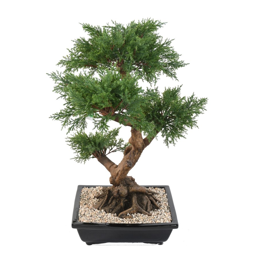 BONSAI JUNIPERUS IN SCHALE