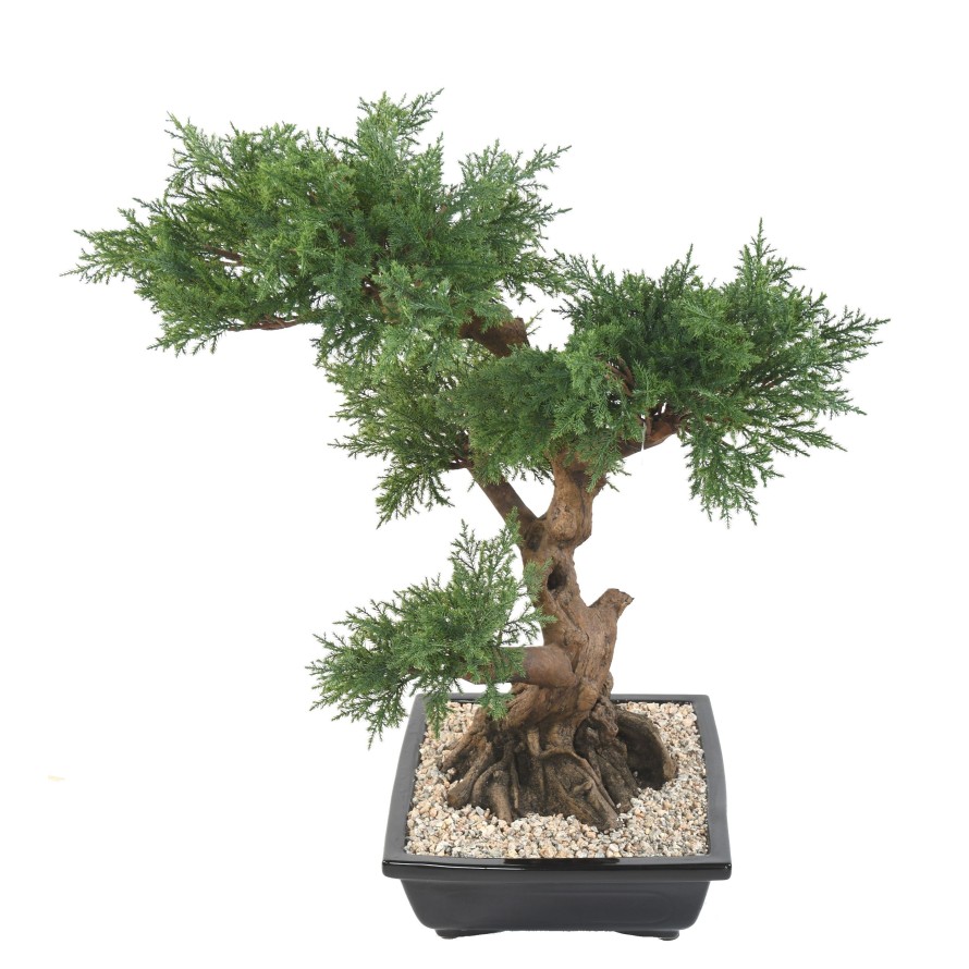 BONSAI JUNIPERUS IN BOWL