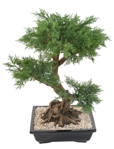 BONSAI JUNIPERUS IN SCHALE