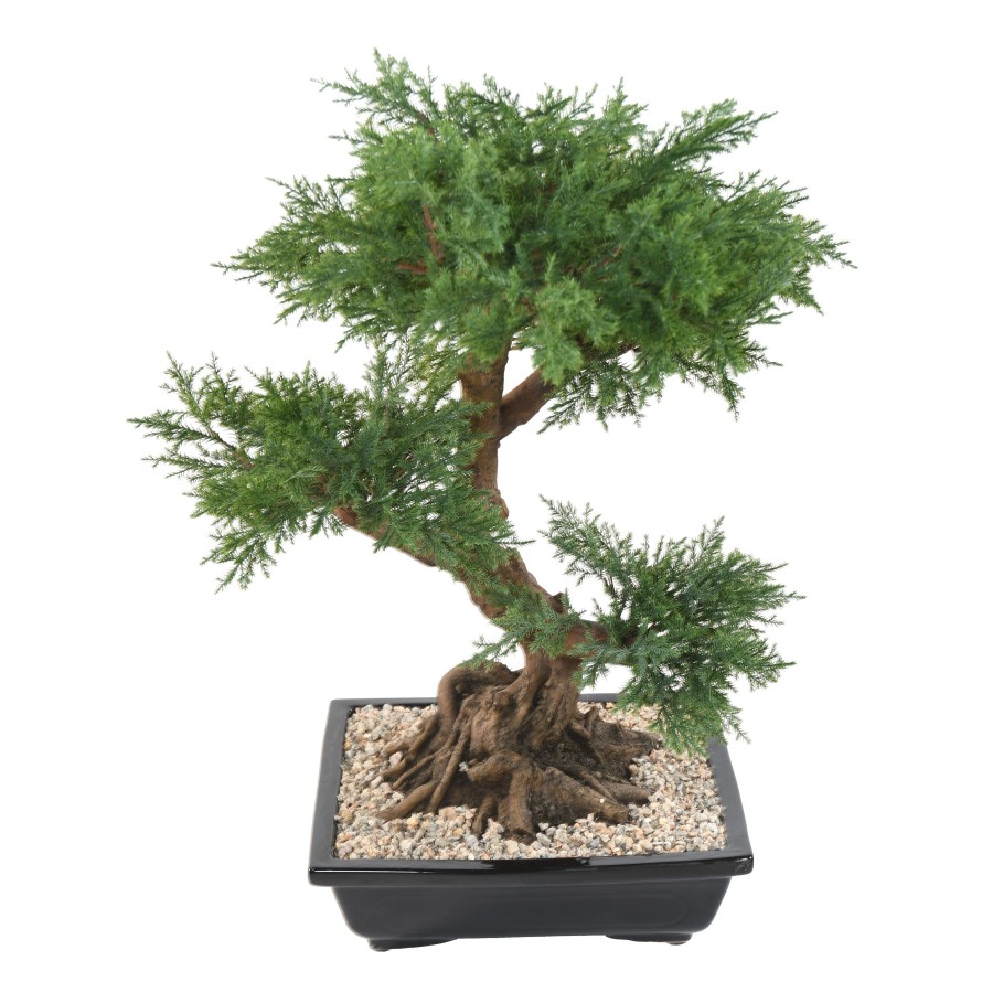 BONSAI JUNIPERUS IN BOWL