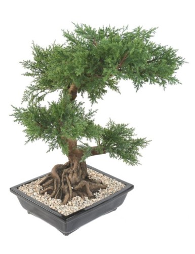 BONSAI JUNIPERUS IN BOWL