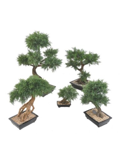 BONSAI JUNIPERUS IN BOWL