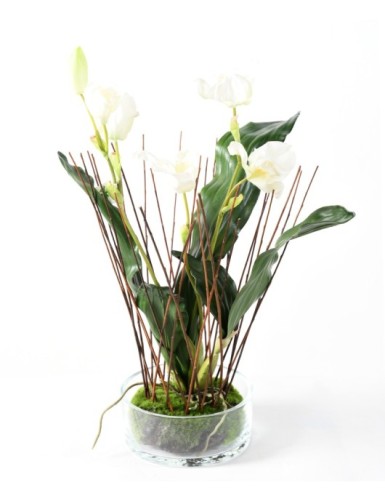 STRAUSS LYCASTE-ORCHIDEE