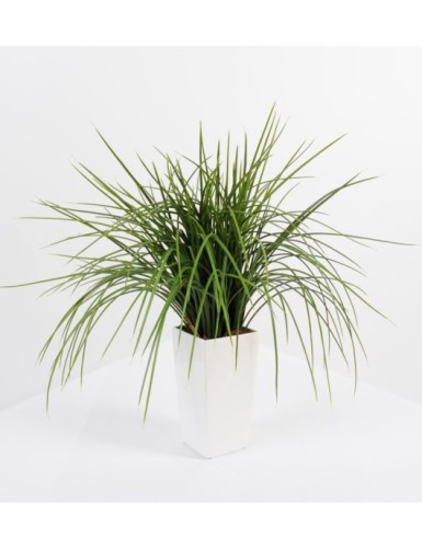 HIERBA DE CEBOLLA EN KUBIS