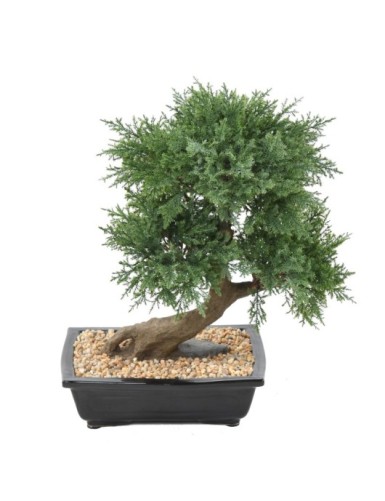 BONSAI JUNIPERUS IN SCHALE
