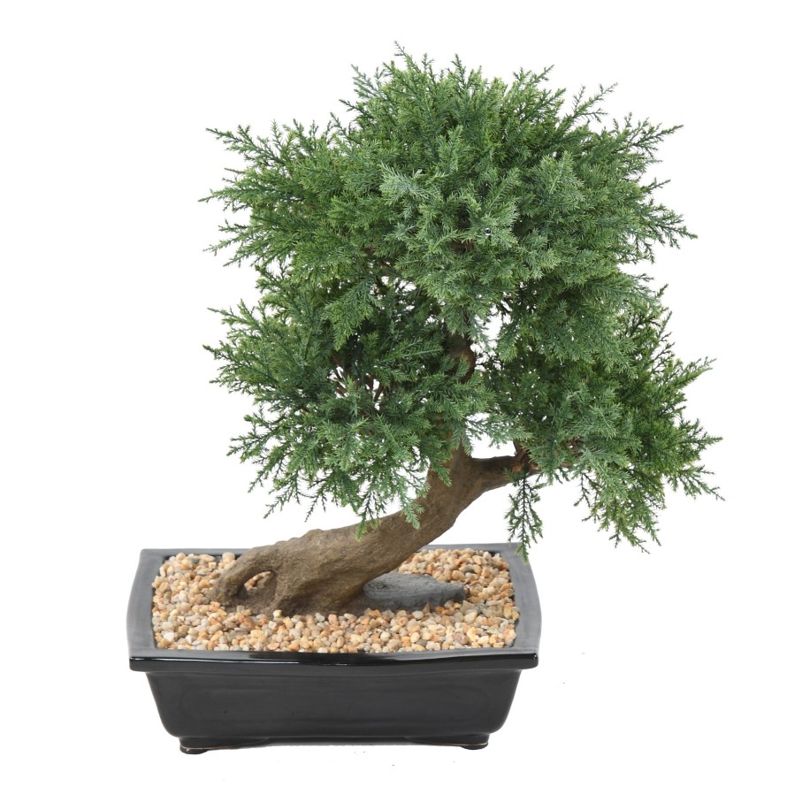 BONSAI JUNIPERUS IN SCHALE