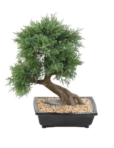 BONSAI JUNIPERUS IN SCHALE