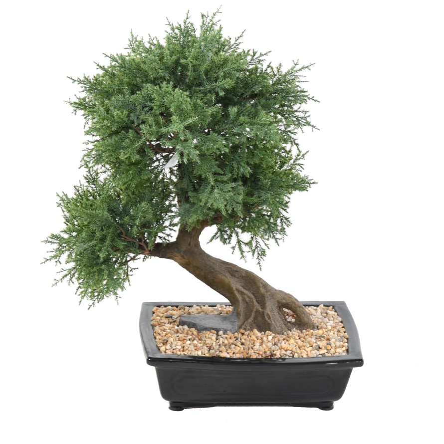BONSAI JUNIPERUS IN BOWL
