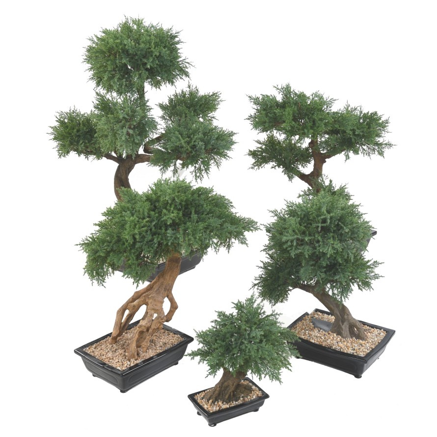 BONSAI JUNIPERUS IN SCHALE