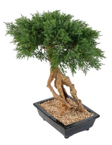 BONSAI JUNIPERUS IN SCHALE