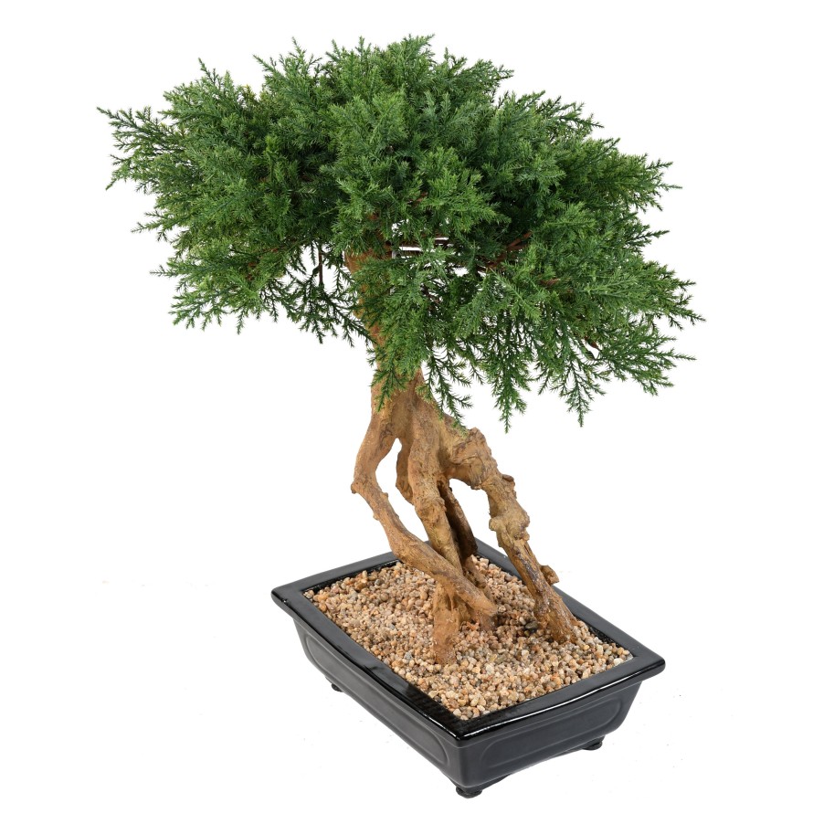 BONSÁI JUNIPERUS EN MACETA