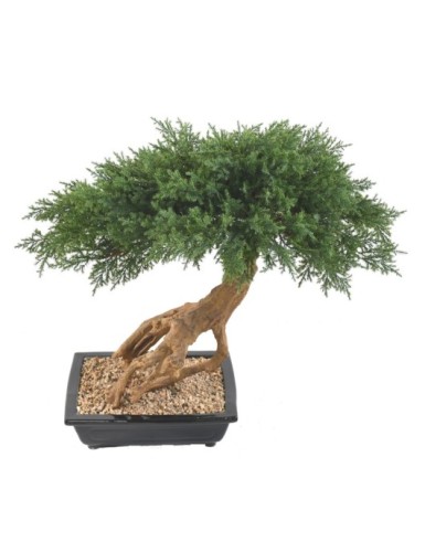 BONSAI JUNIPERUS IN SCHALE