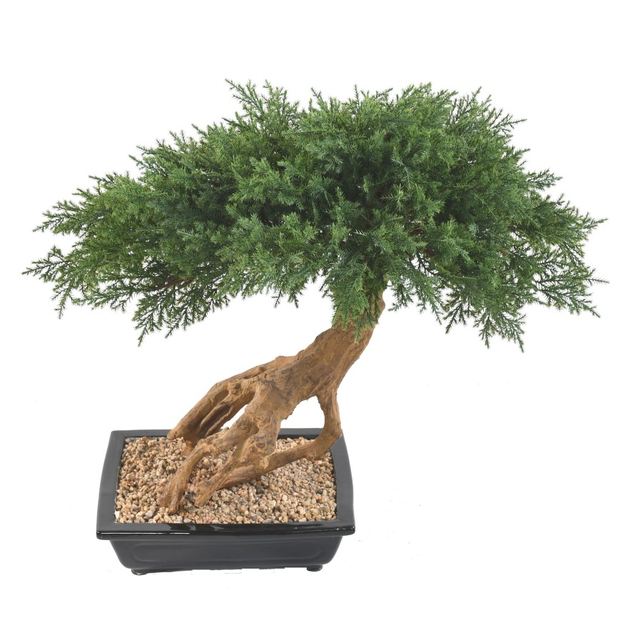 BONSÁI JUNIPERUS EN MACETA