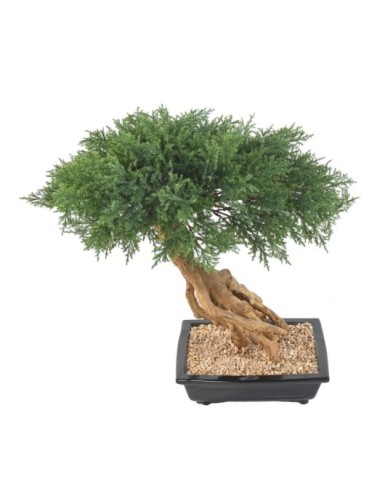 BONSAI JUNIPERUS IN SCHALE