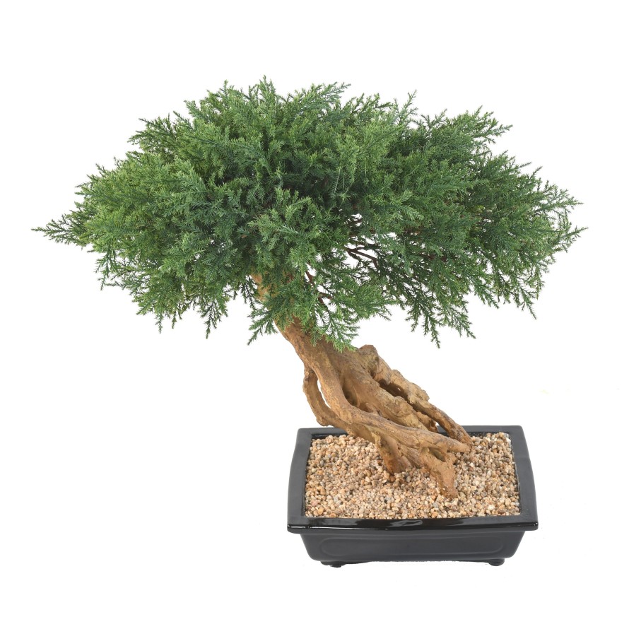 BONSÁI JUNIPERUS EN MACETA