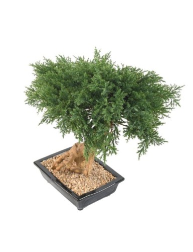 BONSÁI JUNIPERUS EN MACETA