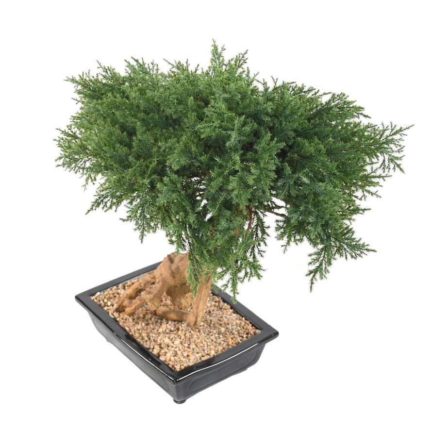 BONSAI JUNIPERUS IN SCHALE