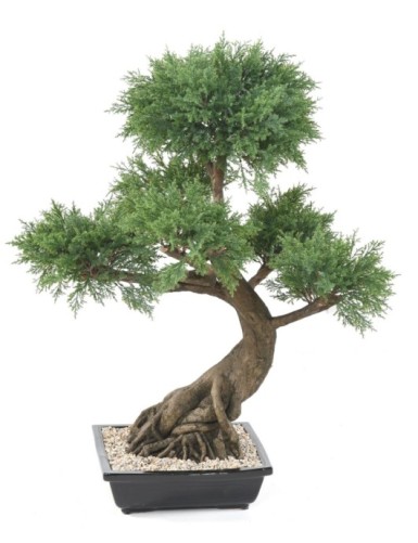 BONSÁI JUNIPERUS EN MACETA