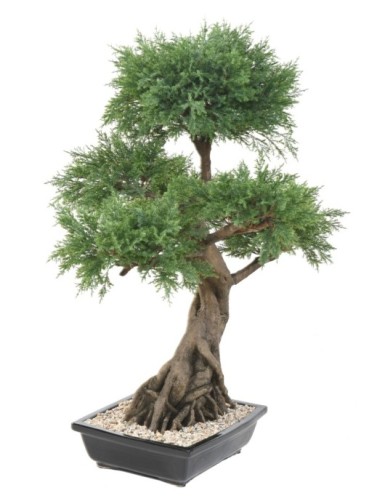 BONSAI JUNIPERUS IN SCHALE