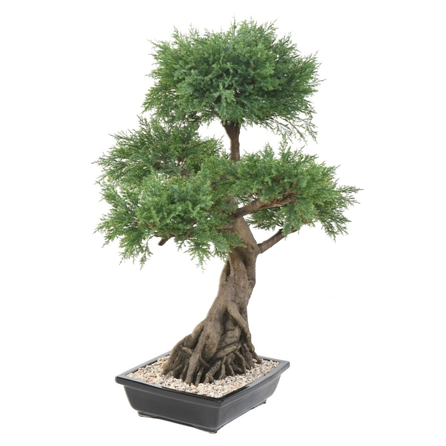 BONSÁI JUNIPERUS EN MACETA