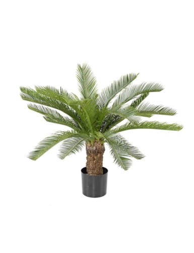 CYCAS STAMM