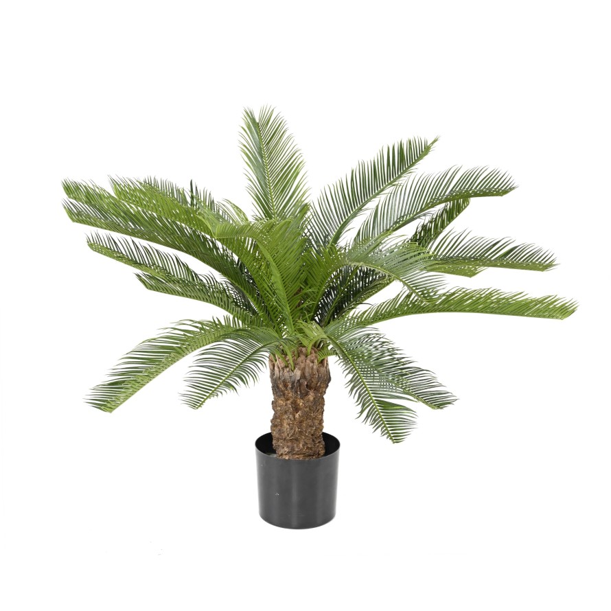 CYCAS STAMM