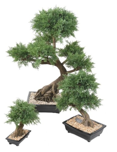 BONSÁI JUNIPERUS EN MACETA