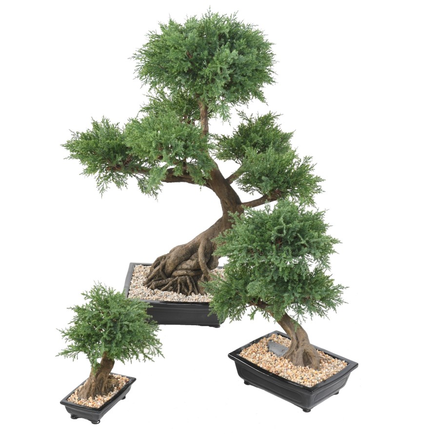 BONSAI JUNIPERUS IN SCHALE