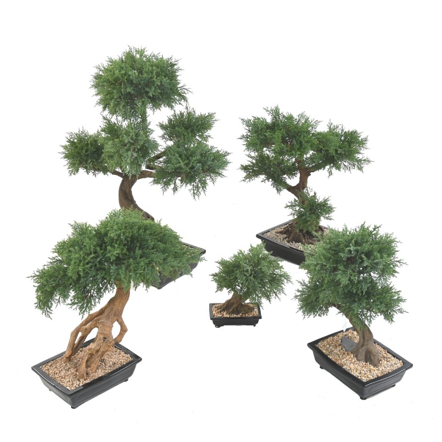 BONSAI JUNIPERUS IN SCHALE