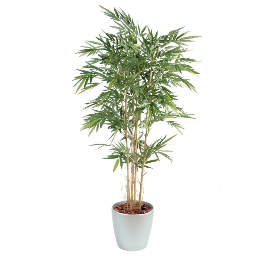 BAMBÚ NEW EN MACETA