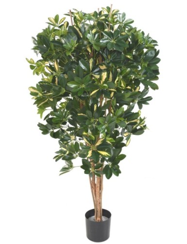 SCHEFFLERA
