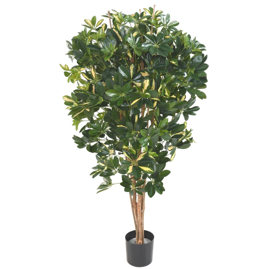 SCHEFFLERA