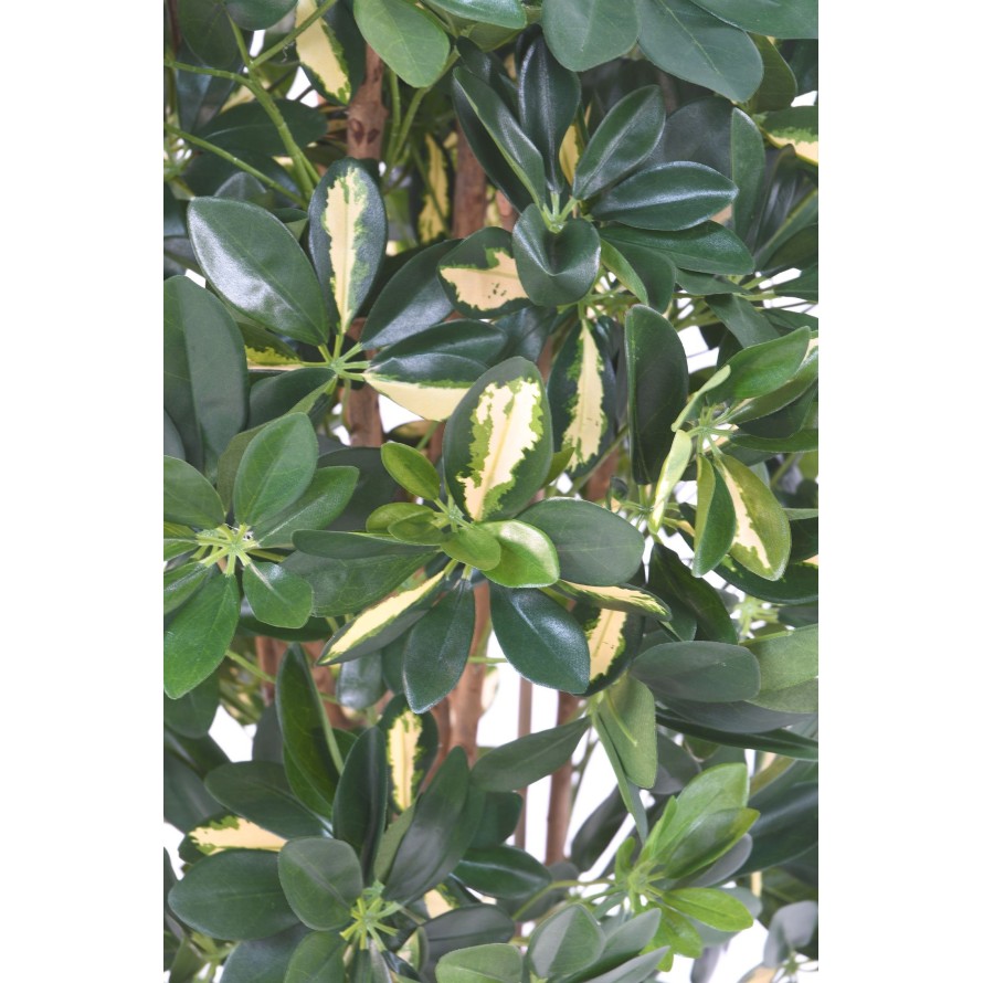SCHEFFLERA