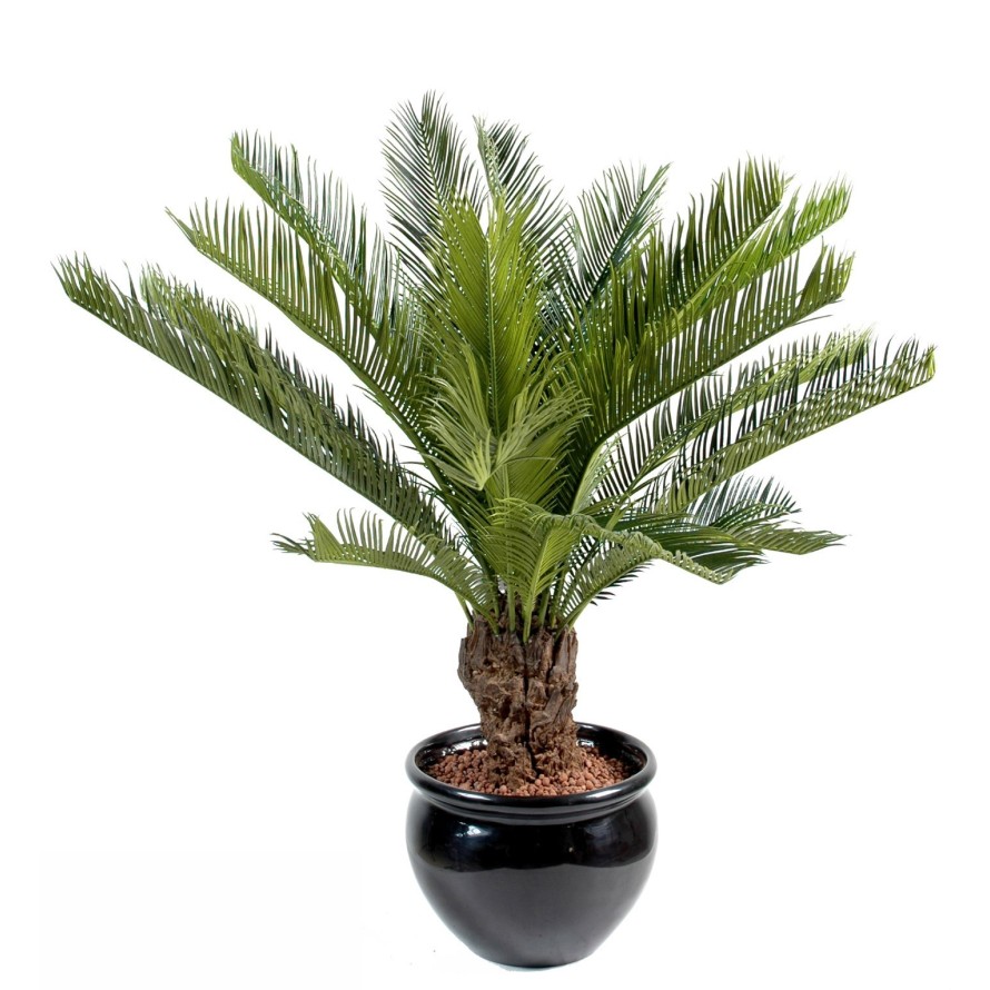 CYCAS STAMM