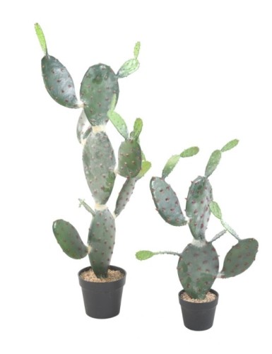 CACTUS OPUNTIA