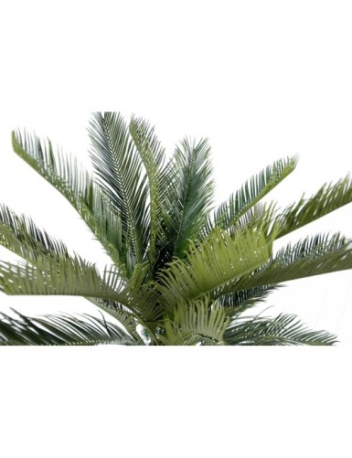CYCAS STAMM
