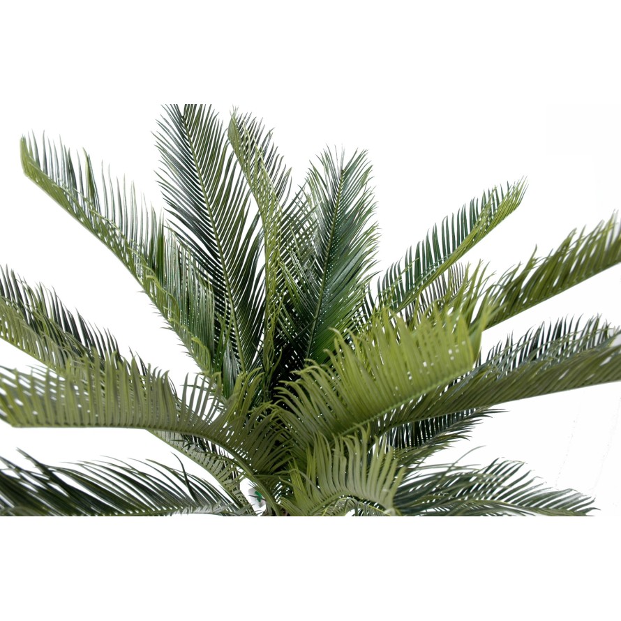 CYCAS STAMM