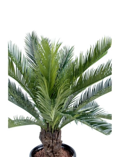 CYCAS STAMM