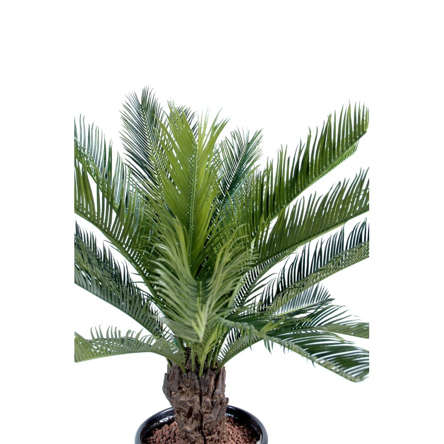 CYCAS STAMM