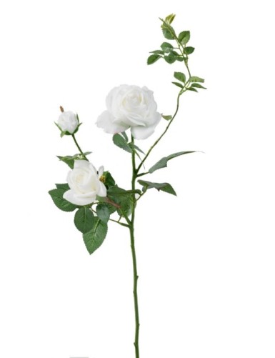 ROSE MEDIO (Netto-Aktionspreis)