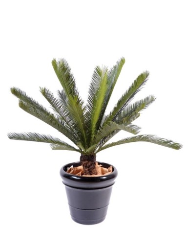 CYCAS STAMM