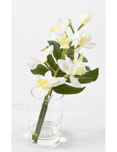 STRAUSS TAHITIANERIN